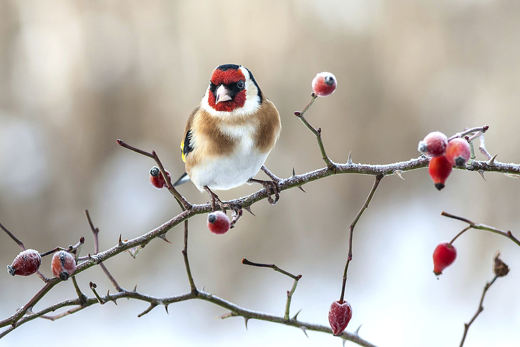 European Goldfinch