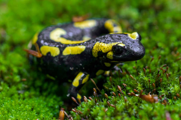 European salamander - Fire salamander on moss in forest.