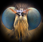 Extreme magnification - Robber fly, front view