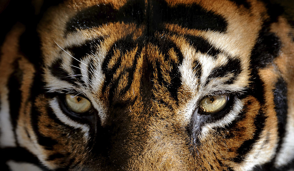 Eyes of a Tiger