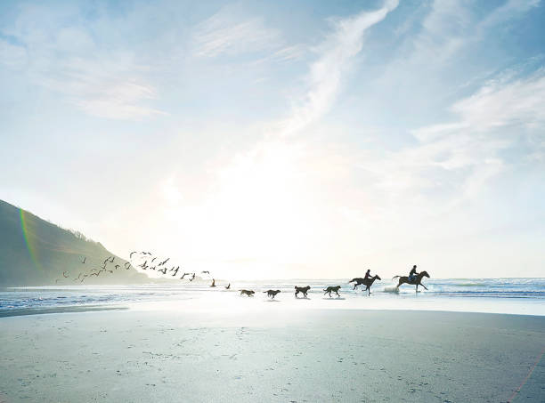 conceptual shot of riders, dogs and birds on beach - beautiful dog stock pictures, royalty-free photos & images