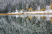 Fall colours and early snow on the lake, Sibbald Lake Provincial Recreation Area, Alberta, Canada