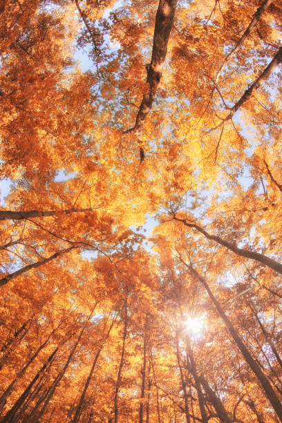 fall forest - autunno immagine foto e immagini stock