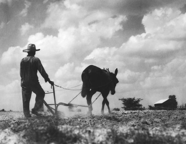 Farmer ploughing a field with a mule, circa 1930.