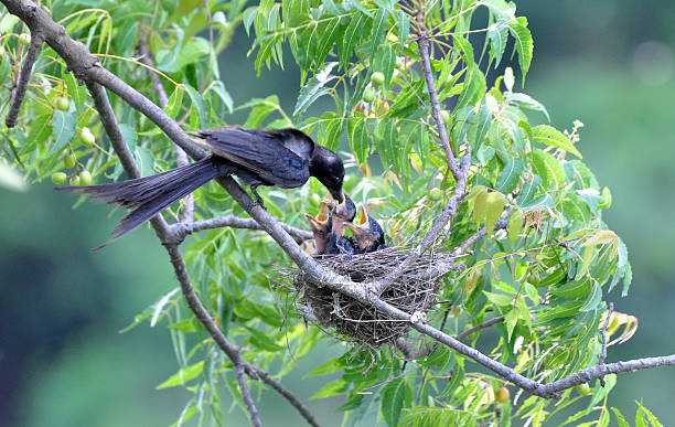 nesting bird mitigation