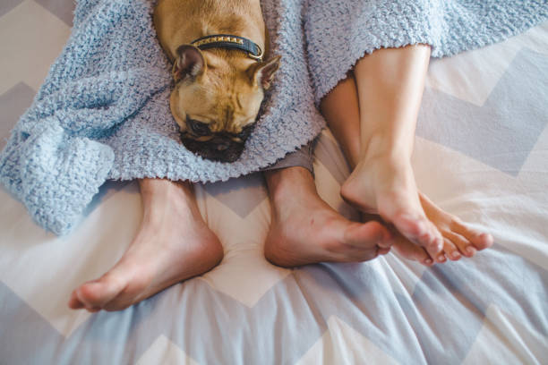 feet with dog - beautiful dog stock pictures, royalty-free photos & images