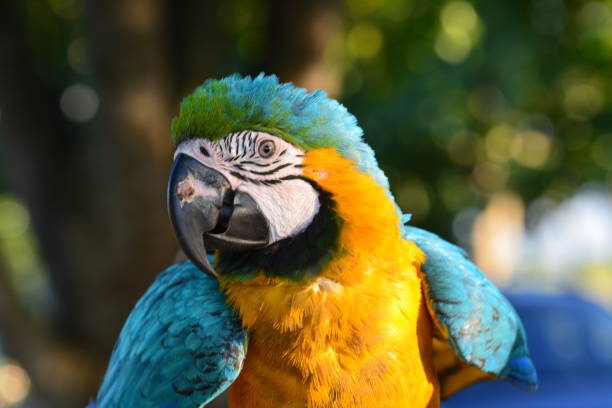 Fibi the Macaw