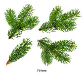 Fir tree branches isolated on white without shadow Set