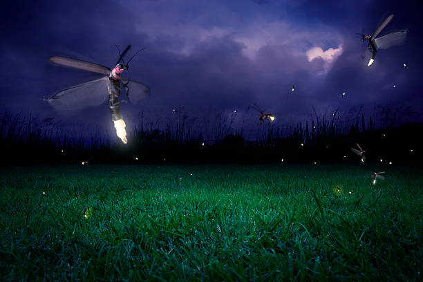 Free firefly Images, Pictures, and Royalty-Free Stock Photos ...