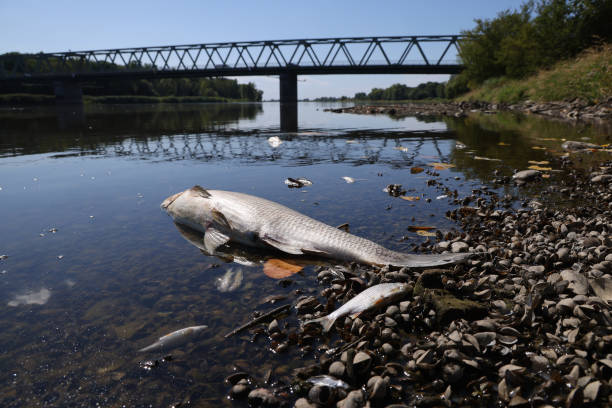 DEU: Oder River Hit By Possible Industrial Spill, Thousands Of Fish Dead