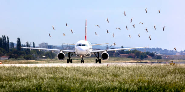 airport bird mitigation
