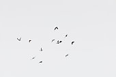 Flock of doves over white sky background
