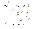 flock of speed racing pigeon flying isolated white background