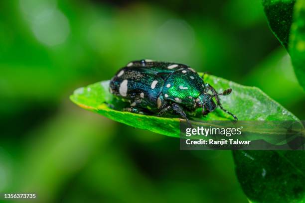 flower chafer beetle resting leaf