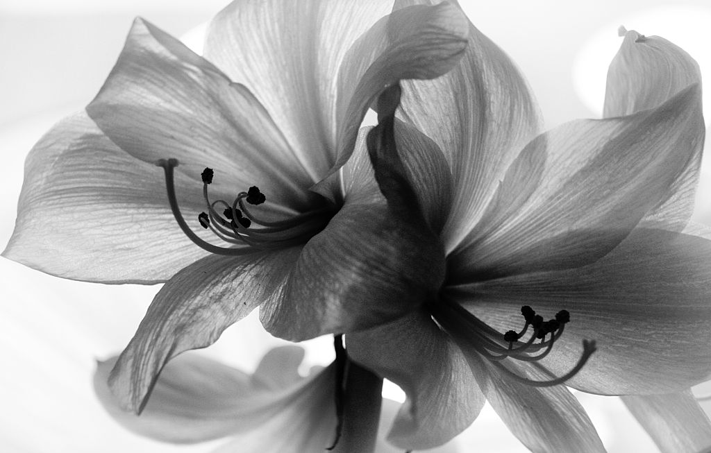 Black and White Lillies
