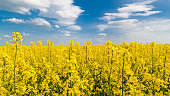 Flowering oilseed rape close-up under blue sky with white clouds. Brassica napus