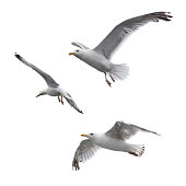 Flying sea gulls