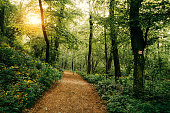 A footpath through a forest with sunshine