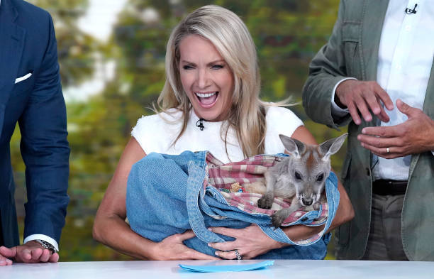 fox cohost of the five dana perino welcomes columbus zoo for animals picture id1174325213?k=20&m=1174325213&s=612x612&w=0&h=RV P2bcGqiDEuA2SfK69n2MIBYRgph0BQWvzKOhcAMo=
