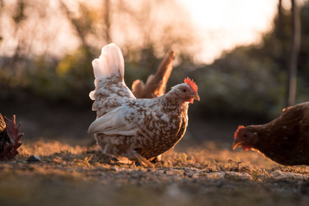 Bilder hühner - Der absolute Favorit unserer Produkttester