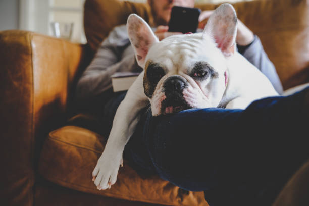 french bulldog sleeping on man using his smart phone - beautiful dog stock pictures, royalty-free photos & images