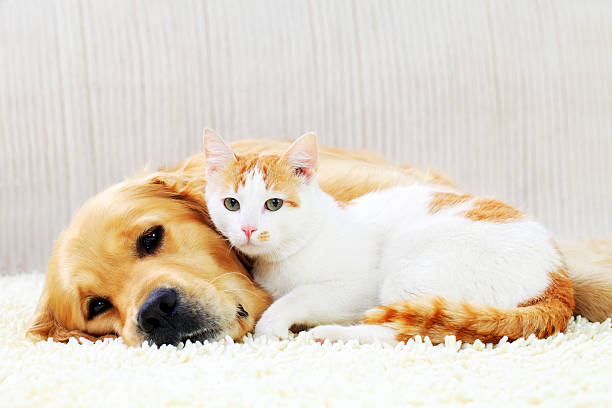 friendship of a dog and cat. - beautiful dog stock pictures, royalty-free photos & images