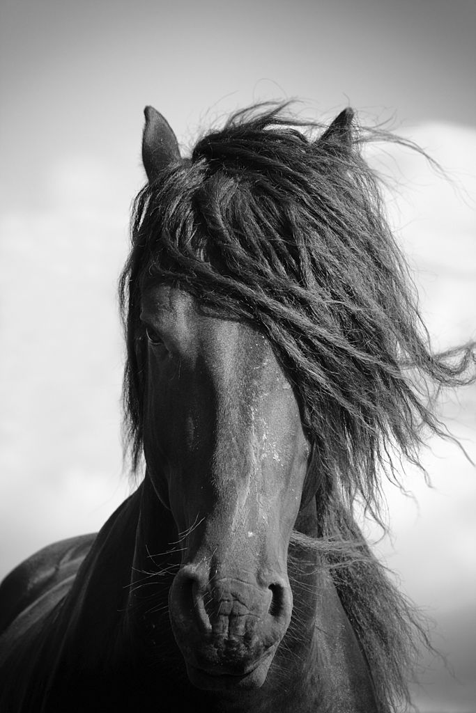 Frisian Stallion Black and White