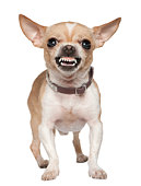 Front view of Angry Chihuahua growling, standing.