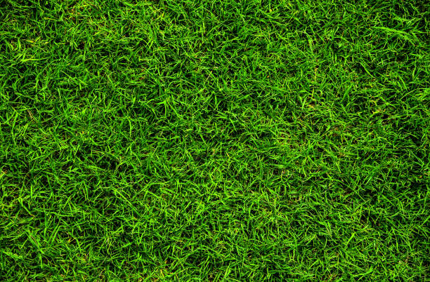 best grass