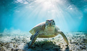 Funny sea turtle