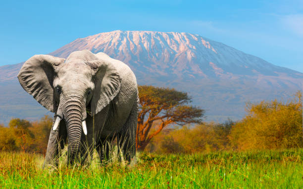 giant elephant grazing at amboseli with kilimanjaro picture id966223936?k=20&m=966223936&s=612x612&w=0&h=ayezobnskjsBgyZBJa7nOcr muo3ALkh JqbVgDPGFA=