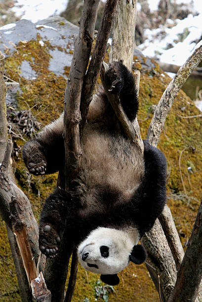 ์์ด์ธํธ ํ๋ค๊ฐ 2005 ๋
2 ์ 21 ์ผ ์ค๊ตญ ์ฐ์ดจ์ฑ Wolong์์๋ Wolong ์์ด์ธํธ ํ๋ค ๊ณฐ ์ฐ๊ตฌ ์ผํฐ์์ ๋๊ณ ์์ต๋๋ค.