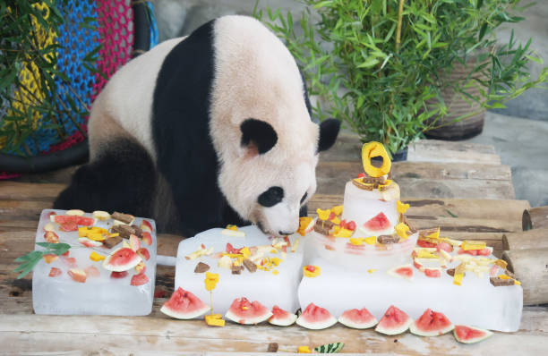 CHN: Twin Giant Pandas Celebrate 6-year-old Birthday In Nantong