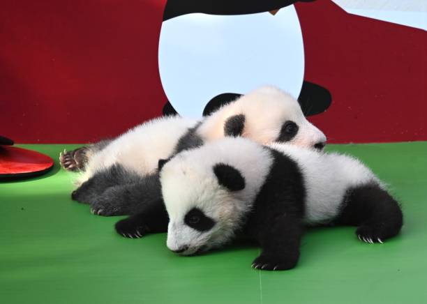 CHN: Giant Pandas Born In 2022 Greet China's National Day In Chengdu