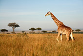 Giraffe (Kenya)