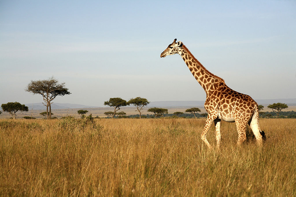 Kenyan Giraffe