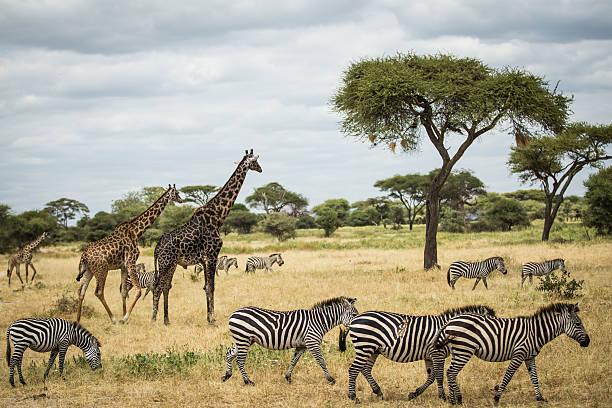 giraffes and zebras graze the land picture id578849356?k=20&m=578849356&s=612x612&w=0&h=DjVena7pNuNAGcSGIr2kW
