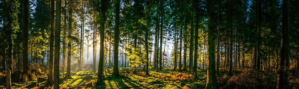 Forest Sunrise Panorama