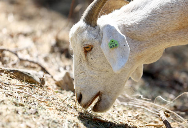 CA: City Of Anaheim Employs Goats To Remove Brush Amid Wildfire Season