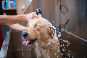 Golden Retriever Dog In A Grooming Salon Is Taking A Shower