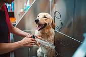 Golden retriver dog taking a shower in a pet grooming salon.