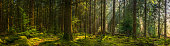 Golden sunbeams illuminating idyllic mossy forest glade wilderness woodland panorama