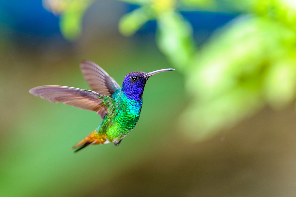 Colourful Hummingbird