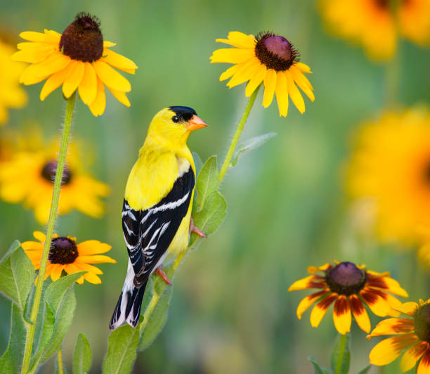 goldfinch in yellow daisies at audubon, pennsylvania - black eyed susan flower stock pictures, royalty-free photos & images