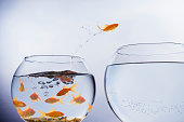 Goldfish jumping to a larger bowl