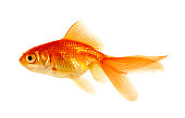 goldfish on a white