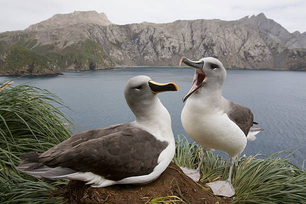 gray-headed albatrosses in courtship - albatross stock pictures, royalty-free photos & images
