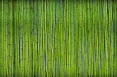 green bamboo fence texture background.