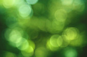 Green Environmental Blurred Tree Leaf Bokeh Background