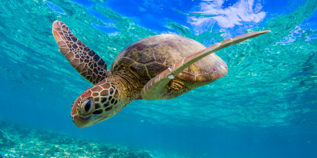 Green Turtle Great Barrier Reef